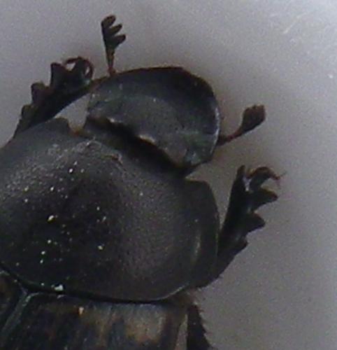Onthophagus medius